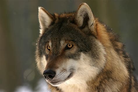 photos of wolf|wolf face images.